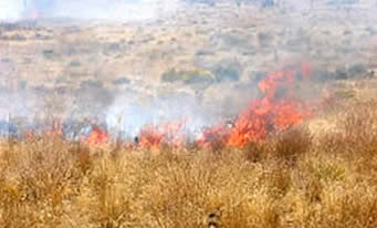 Cheatgrass fires in sagebrush country wipe out sage grouse habitat. (USFS photo)