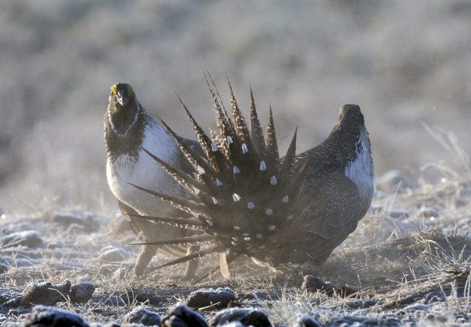 Sage grouse males display on lek. Photo: Rick McEwan for Sage Grouse Initaitive
