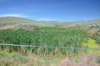 Private Lands Harbor Scarce Wetlands Ideal for Sage Grouse: View Science Webinar