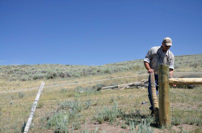 Ray Owens demonstrates how he can easily drop this fencing to the ground when not needed: a wildlife-friendly design. Photo: Deborah Richie, SGI