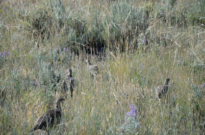 Sage grouse broods thrive on Bord Gulch Ranch. Photo, Deborah Richie, SGI