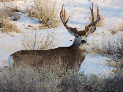 Sports Afield: Mule Deer Benefit from Sage Grouse Initiative