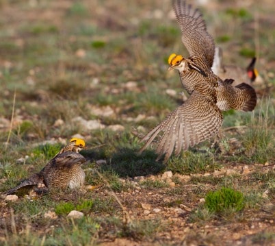 Voluntary conservation effort promotes improved lesser prairie-chicken habitat:  Partnership with Pheasants Forever will provide $5 million for effort