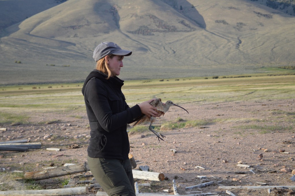 Heidi Ware of the Intermountain Bird Observatory releases a long-billed curlew on the Goldburg property. The research documents an ongoing radio tracking study of long-billed curlew migration routes and mortality.  The density of curlews here makes it an ideal study site. (photo: Molly Page)