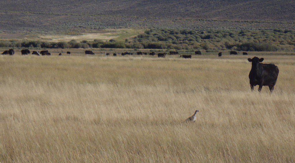 A lone sage grouse shares the scene with cattle on the Big Creek Ranch (photo: Rosana Rieth)
