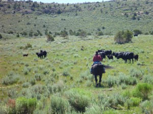 Dawn Nottingham herds cattle on her ranch near Dinosaur National Monument in NW Colorado. (Photo Brandon Miller, NRCS)