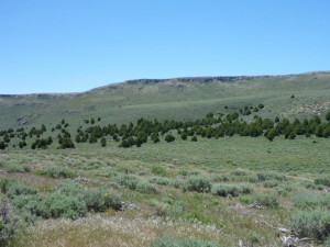 These younger junipers had invaded former sage grouse habitat. Here's the way the landscape on the Nottingham ranch appeared before the project. (NRCS photo)