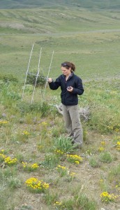 Researchers use radio telemetry to track collared sage grouse as part of research, conducted by Terry Messmer on the Tanner Ranch (Messmer photo).