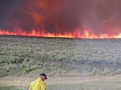 Wildfire and Cheatgrass: New Science Helps Reduce Threats to Sage Grouse