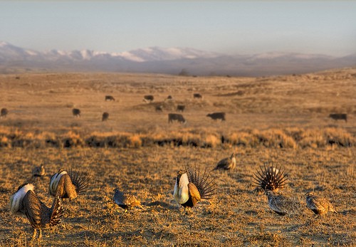 The greater sage grouse thrives in the sagebrush landscape of the West.  (USDA NRCS photo.)