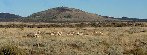 The area between the Pioneer Mountains and Craters of the Moon National Monument encompasses a large expanse of sagebrush ecosystem that is vitally important to sage-grouse and other wildlife. Photo by Pioneers Alliance.