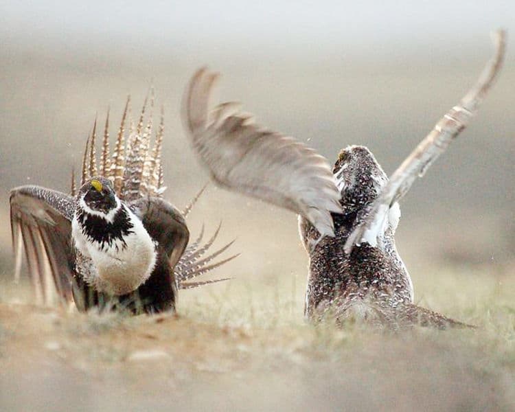 Photo courtesy of Associated Press. Sage grouse are magnificent creatures.