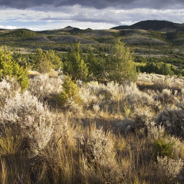 Big Picture of Woodland Management in Sagebrush Country