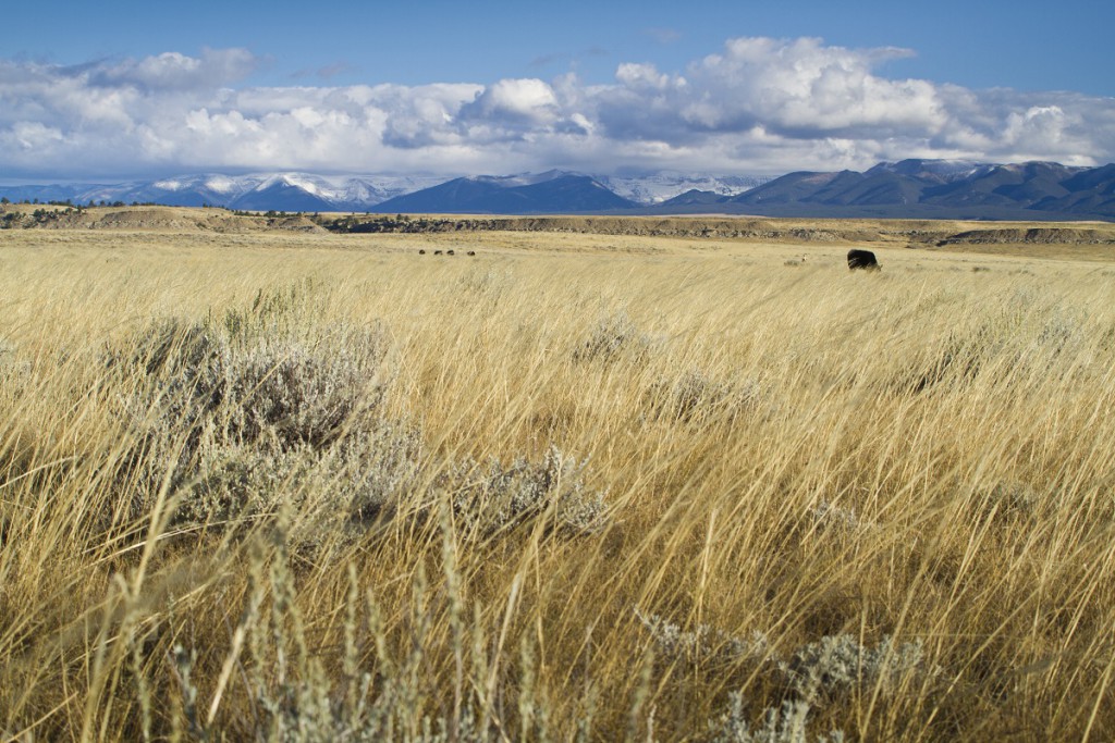 Livestock and wildlife rely on healthy habitat that spans public and private property. Photo: Jeremy Roberts, Conservation Media
