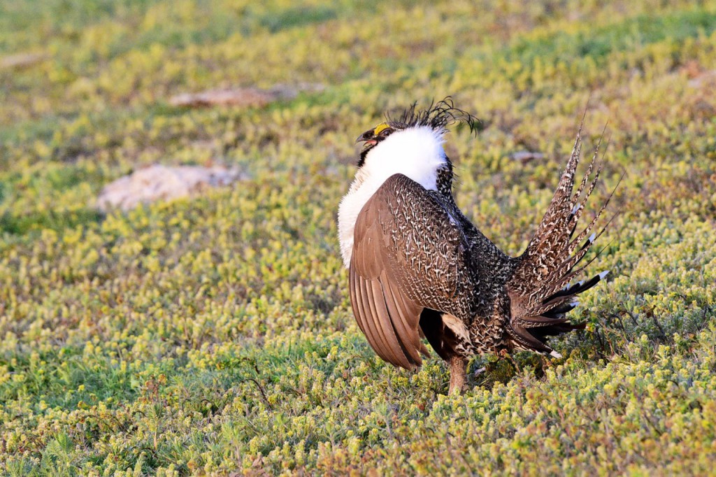 Male sage grouse in full mating display.  Photo by Ken Miracle.