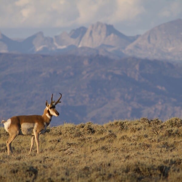 FAIR CHASE Magazine | The Value of Sagebrush Country