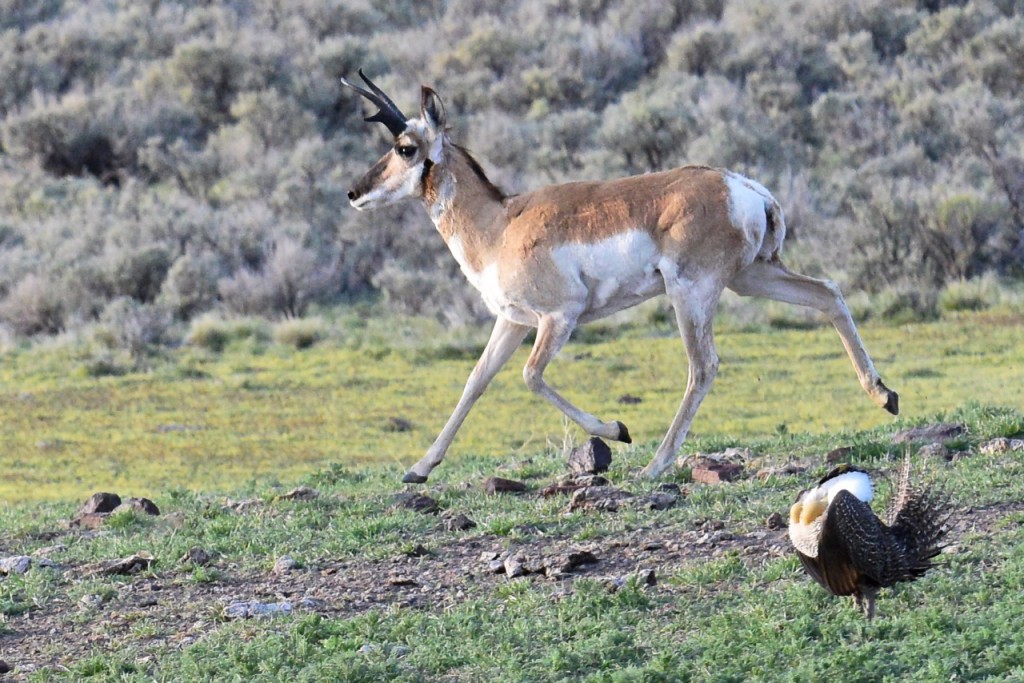 A pronghorn antelope plays near a sage grouse tom during mating season. Photo: Ken Miracle.