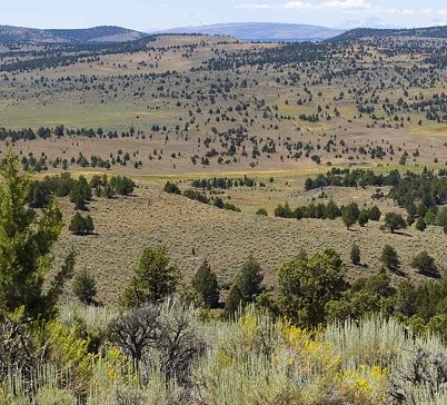 Encroaching conifers decrease forage for livestock and reduce habitat for sage grouse.