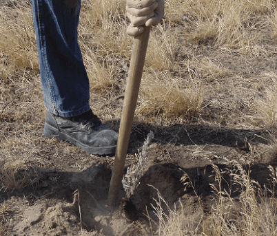 Establishing Big Sagebrush and Other Shrubs from Planting Stock