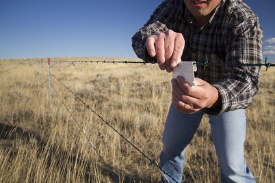 Marking Fences Saves Lives in Sage Grouse Country