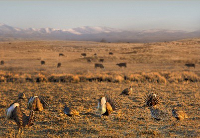 sage grouse - usda nrcs photo - grown by two-thirds since 2013