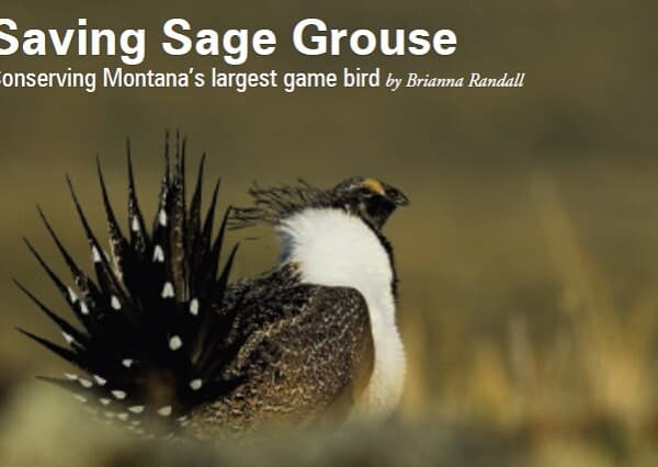 Saving Sage Grouse | Conserving Montana’s Largest Game Bird