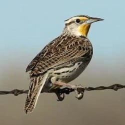 Webinar: Birds in the Sagebrush Ecosystem