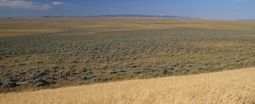 Cultivation for wheat production like the field in the foreground impacts ranching and sage grouse. Photo by Conservation Media.