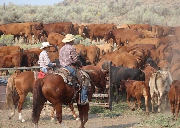 Webinar: Estimating The Economic Impact Of Sage Grouse Conservation On Ranches