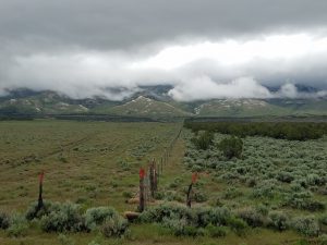 Removing invading conifers opens up prime habitat for sage grouse.