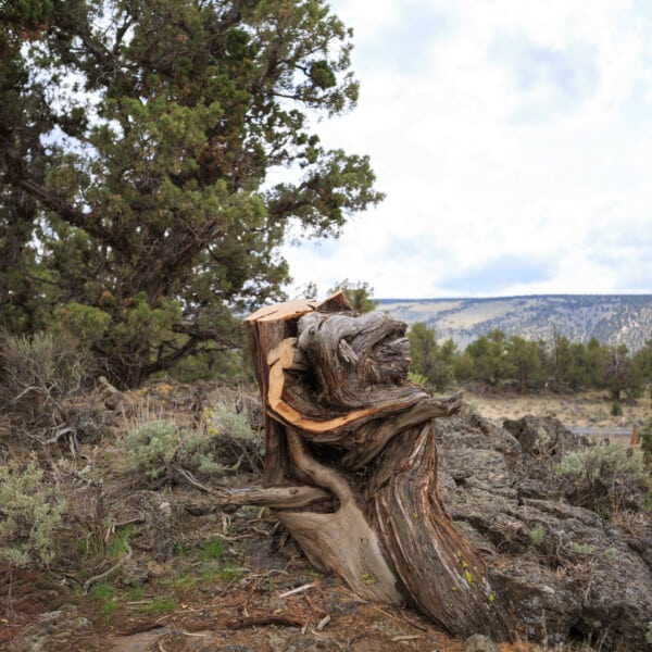 The Tree that Ate the West | bioGraphic Magazine