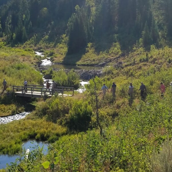 Webinar: Partnering with Beaver to Benefit Sage Grouse and Working Lands – Restoring Emerald Islands in the Sagebrush Sea