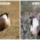 photo side by side of gunnison and greater sage grouse