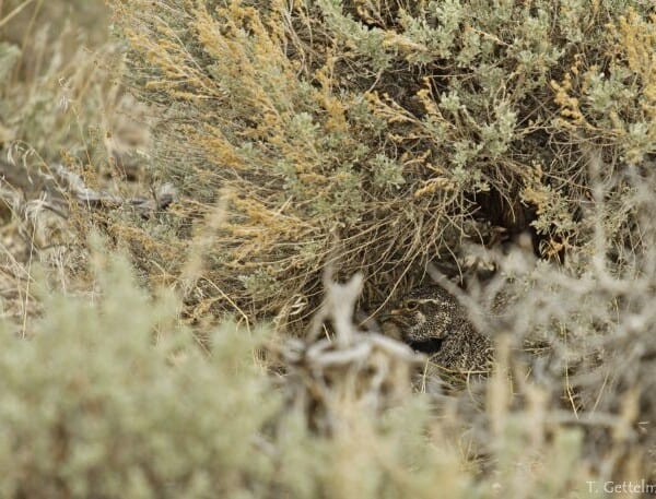 New Research Finds That Sage Grouse Prefer Nesting In Conifer-Free Landscapes