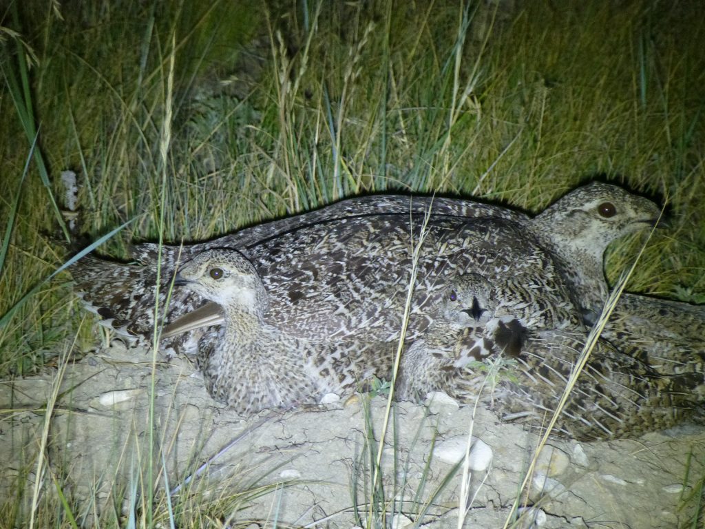 A hen covers her brood of older chicks. Sage grouse nests are typically a simple, shallow depression near sagebrush shrubs. 