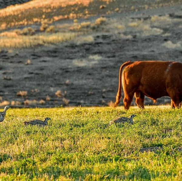 Oregon Ranchers Sustain “Heart Of The Desert”