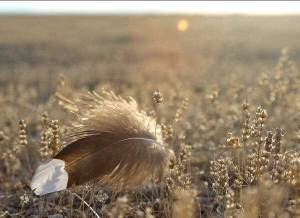 Brave Sage Grouse Strike Out Solo Over Long Distances