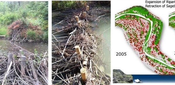 Webinar: Cheap and Cheerful Stream and Riparian Restoration | Beaver Dam Analogues As Low-Cost Tool