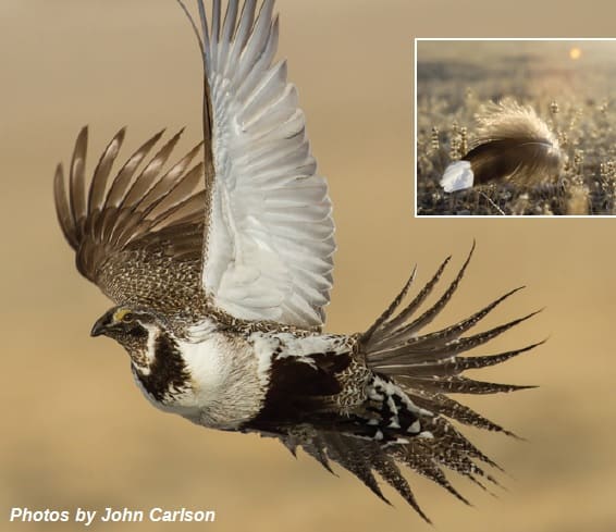 Using feather DNA and satellite telemetry, scientists recently discovered record-breaking long-distance movements by greater sage-grouse.
