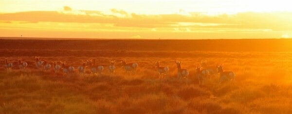 Chords For Conservation: Music Inspired By The Sagebrush Sea