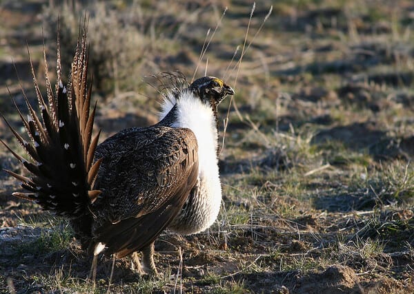 New Science: Sage Grouse Population Increases When Western Juniper Pushed Back