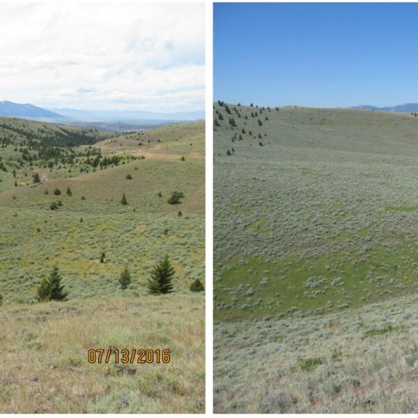 Montana Ranchers Improve Sage Grouse Habitat And Reduce Fire Risk