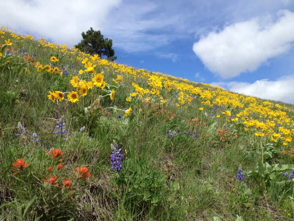 Wildflowers on the range, like the balsam roots, lupine, and paintbrush pictured here, create healthy soils and keep water on the land. Photo: Brianna Randall