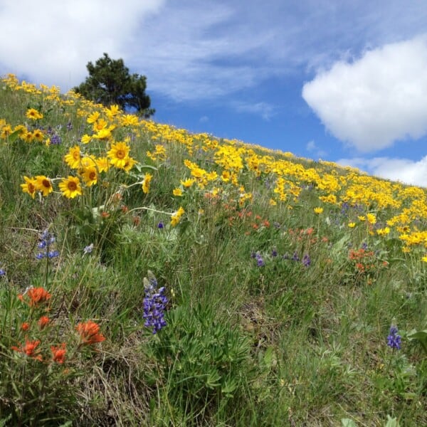 Cherish The Soils And Roots That Support Life On The Range