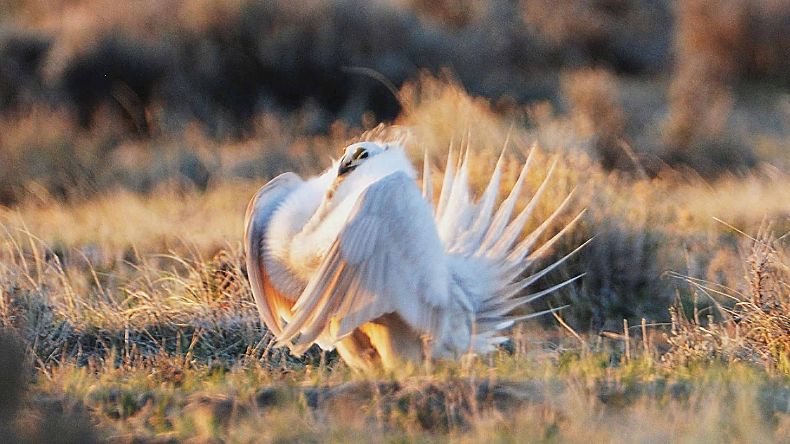 Photo of a rare white sage grouse in Wyoming by Tracie Fernandez.