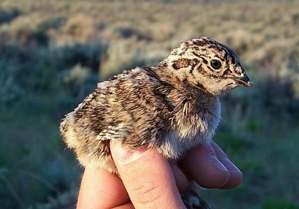 Sage Whiz Quiz  |  What Do You Know About Sage Grouse Chicks?