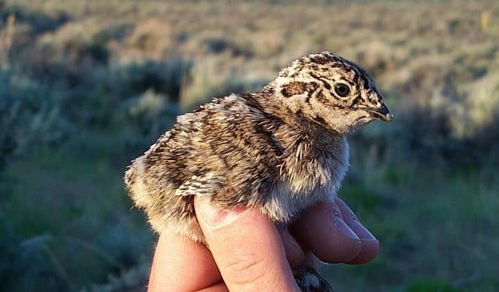 sage grouse chick