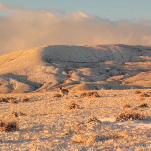 Sage Whiz Quiz | How Do Sagebrush Animals Survive Winter?