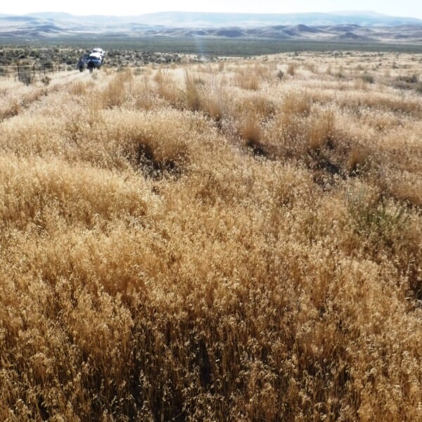 Publication Alert: Annual Invasive Grasses Spreading Through Great Basin to Higher Elevations and Northern Aspects