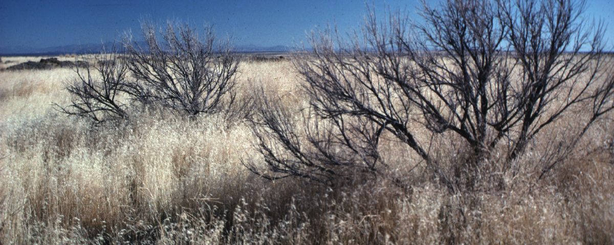 Amid the skeletons of burned sagebrush, cheatgrass creates a monoculture if untreated post-wildfire. Photo: Mike Pellant